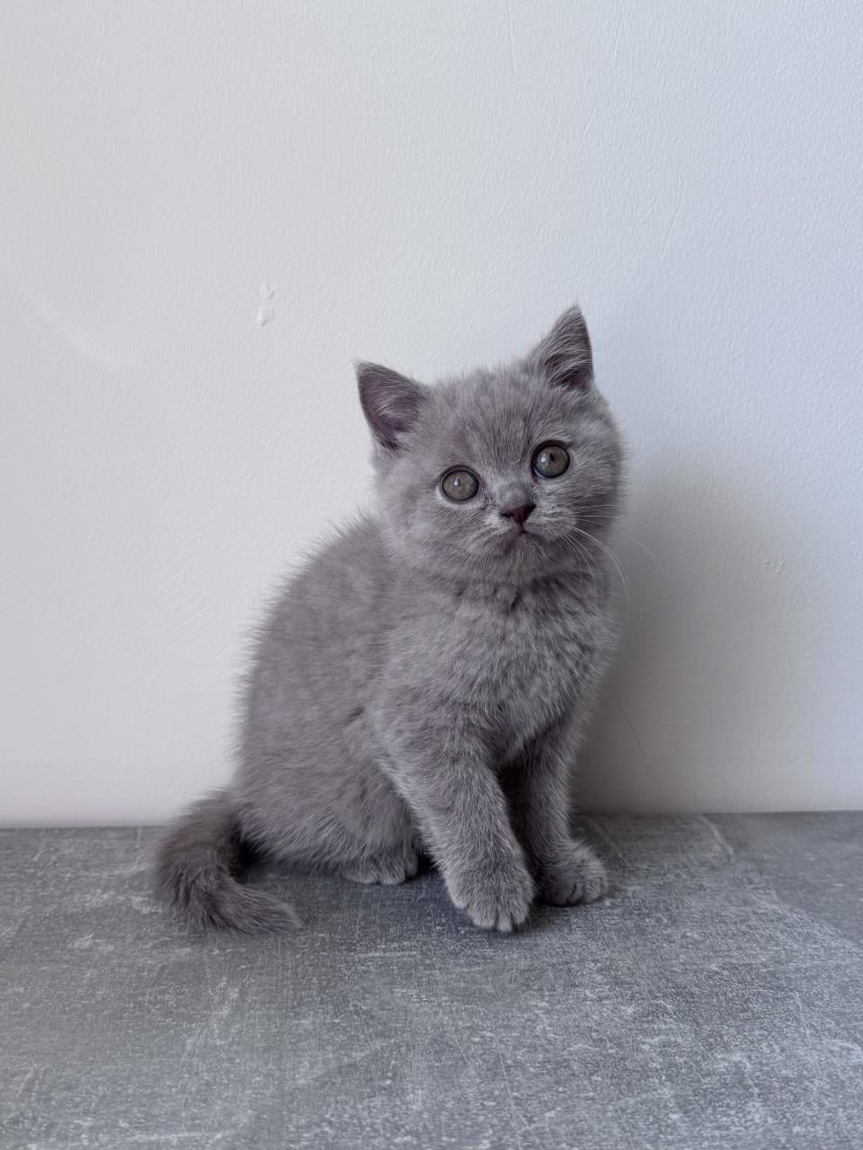 Te koop lieve Britse korthaar katertje
