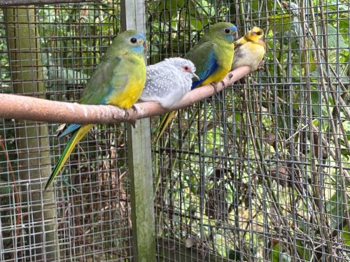 Volière vogels
