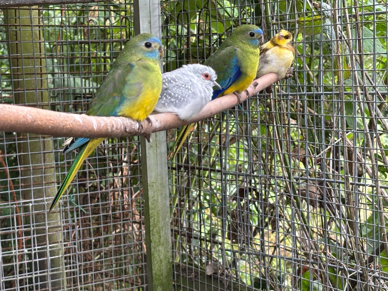 Volière vogels