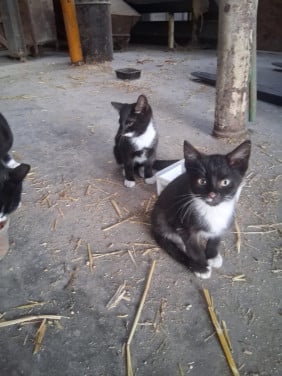 KITTENS