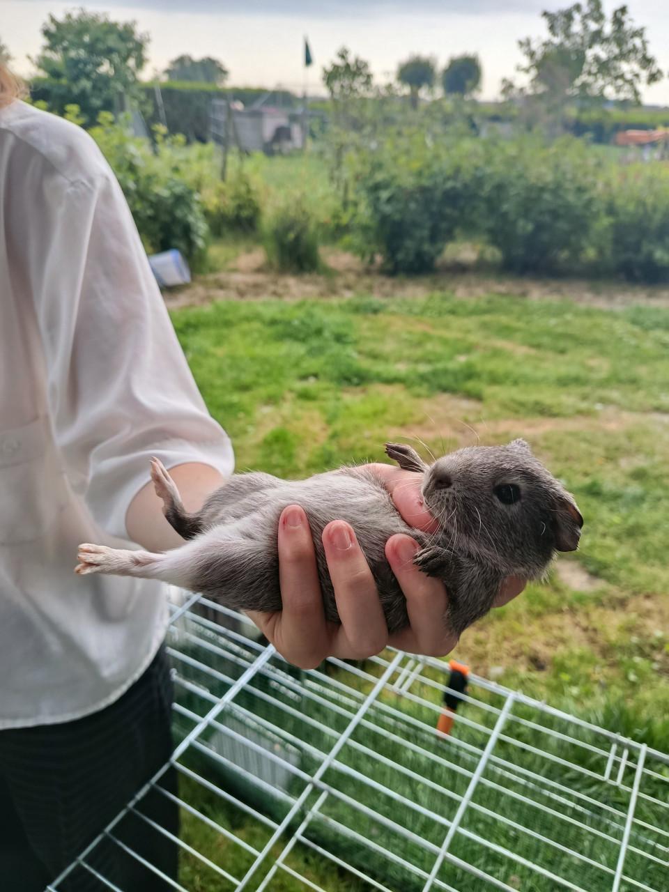 Cavia's te koop