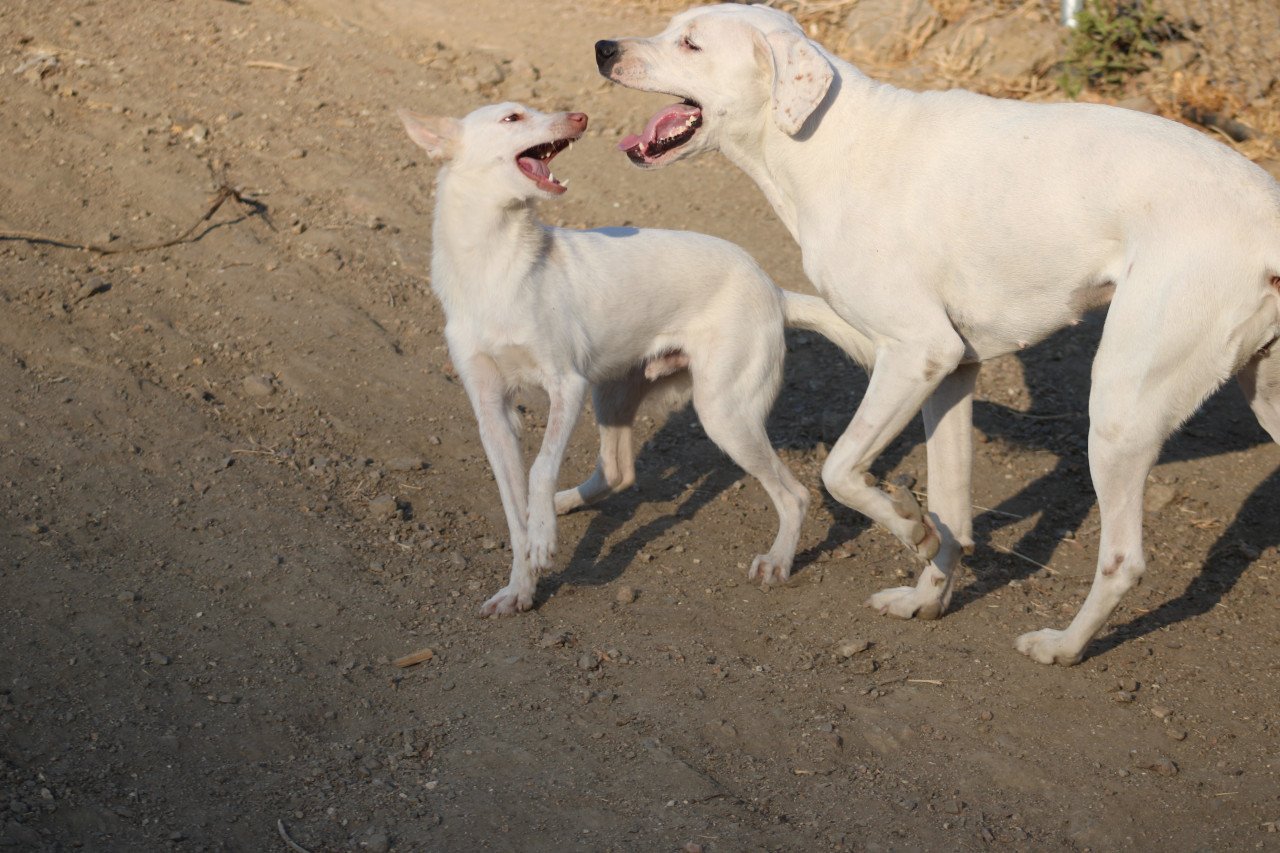 Alora Dog Rescue: Lieve Jess zoekt een baasje