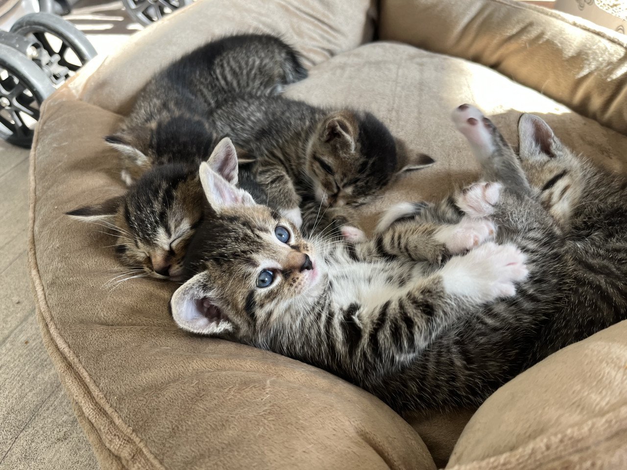 Kittens