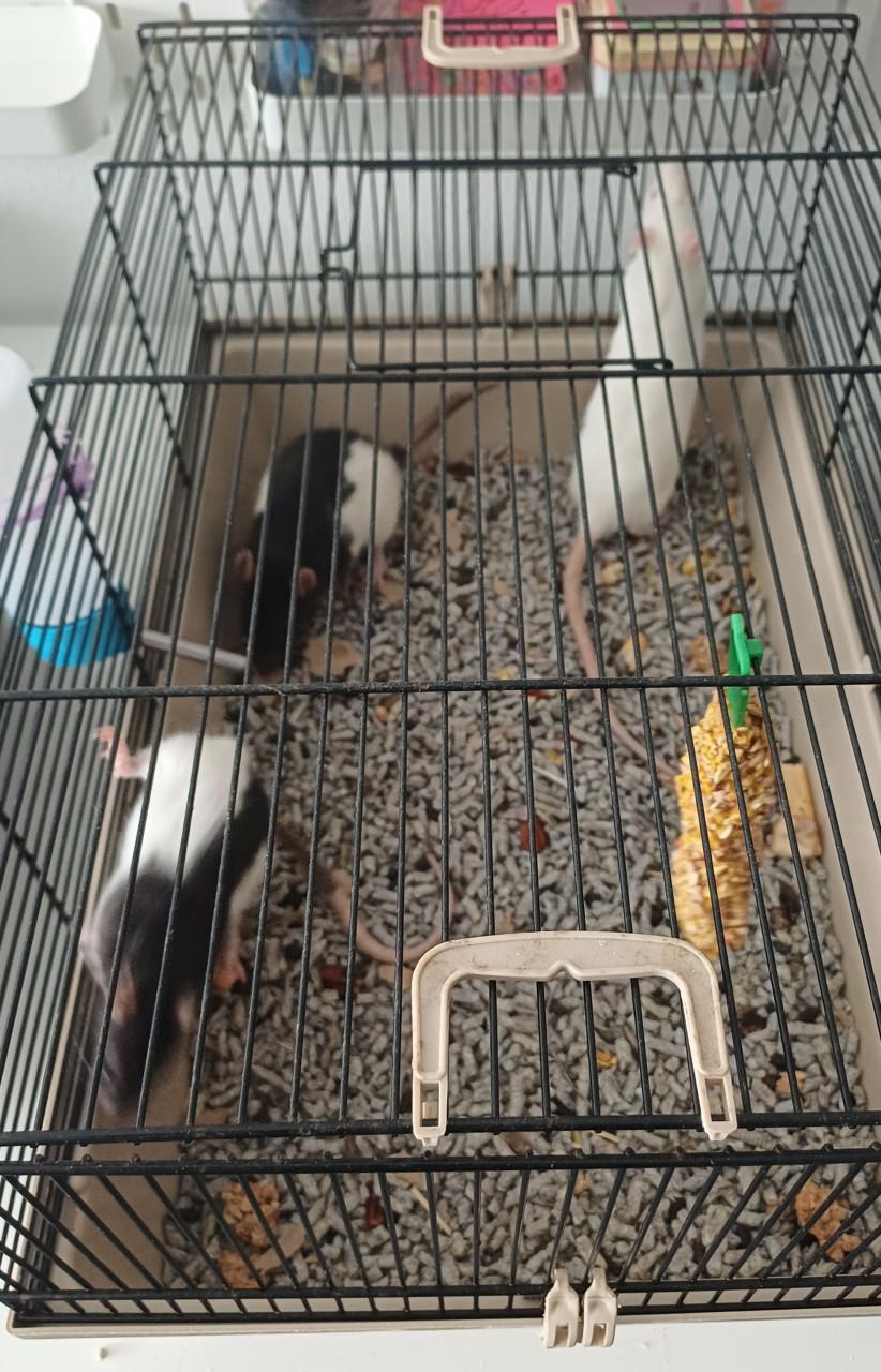 Handtamme ratjes
