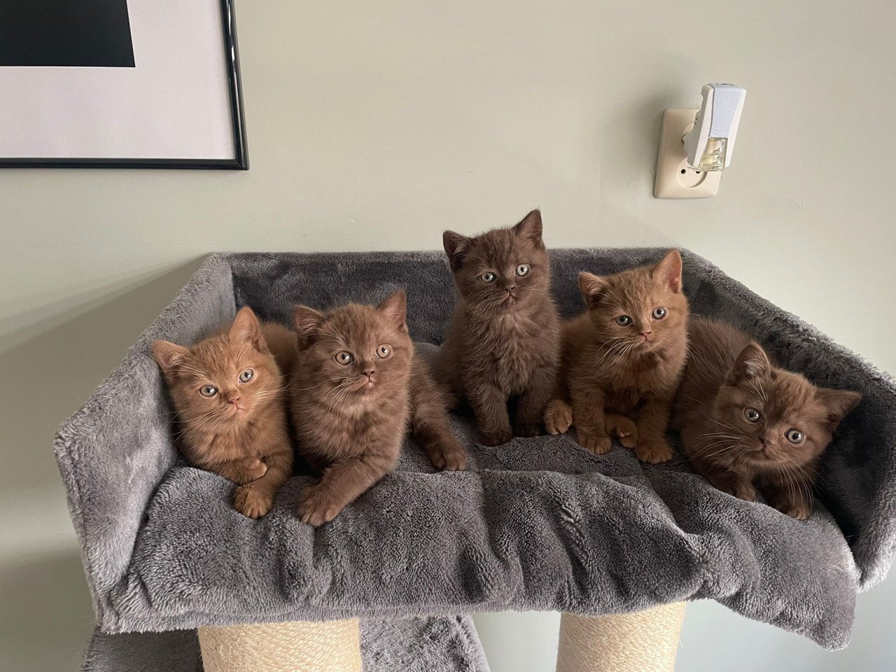 Lieve Brits Korthaar kittens beschikbaar