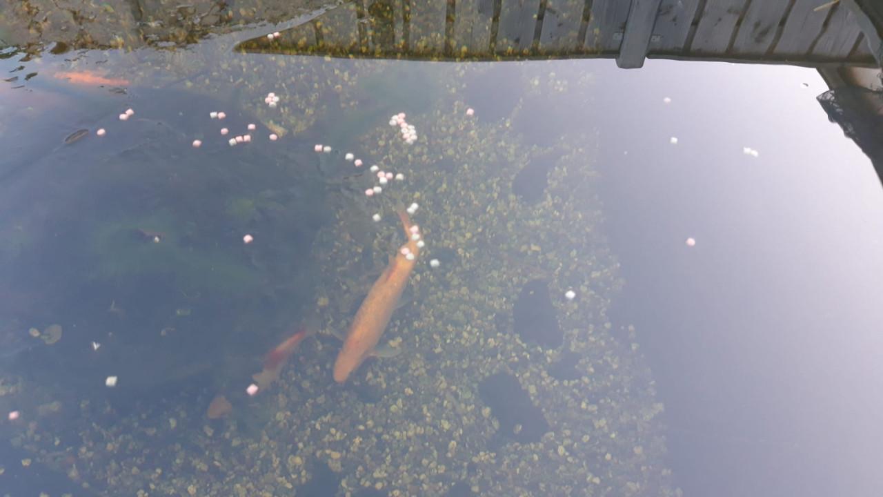 Gratis goudwinde, 30cm