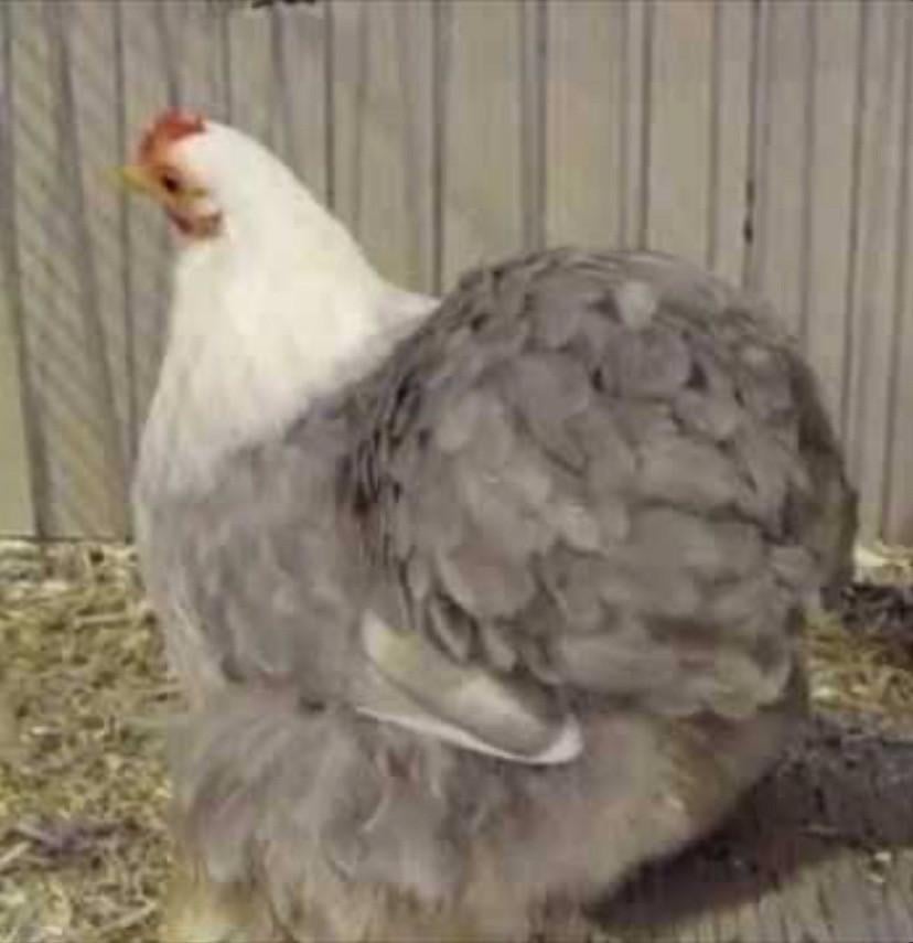 Kuiken hen cochin bobtail
