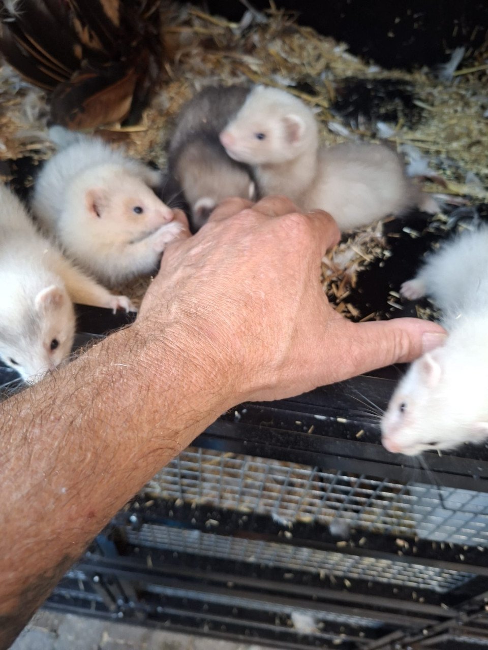 Fretten pups