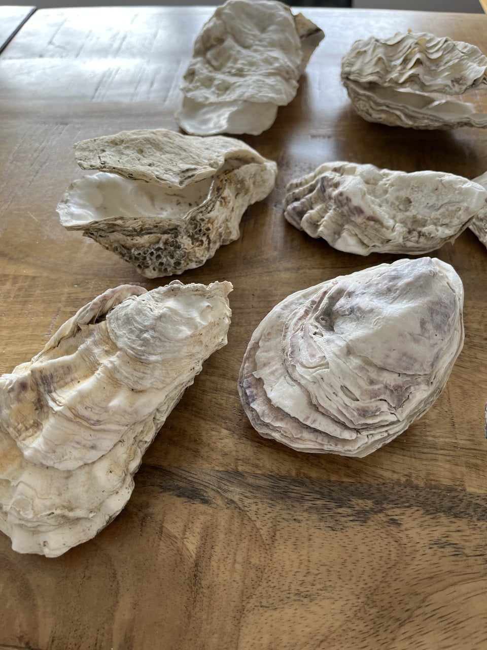 Setjes oesterschelpen