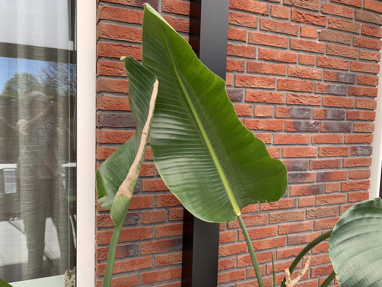 Kamerplanten