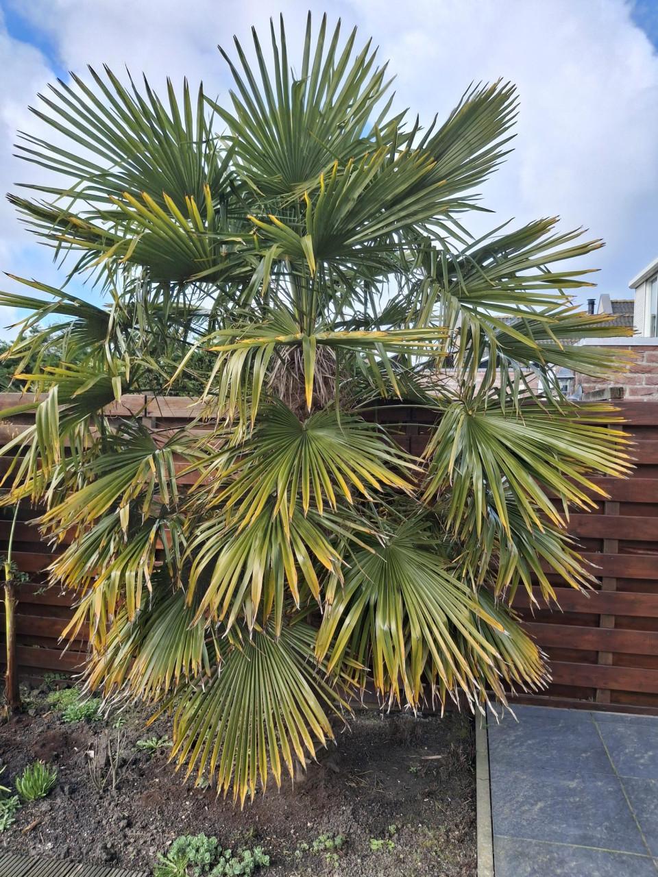 Palmboom (trachycarpus fortunei)