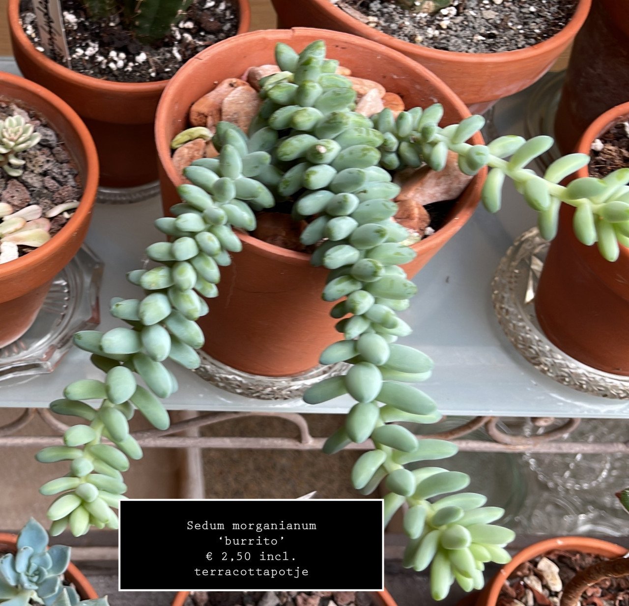 Planten