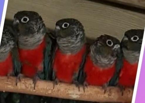 Pyrrhura perlata poppen