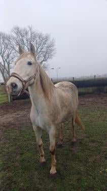 Witte spaanse merrie