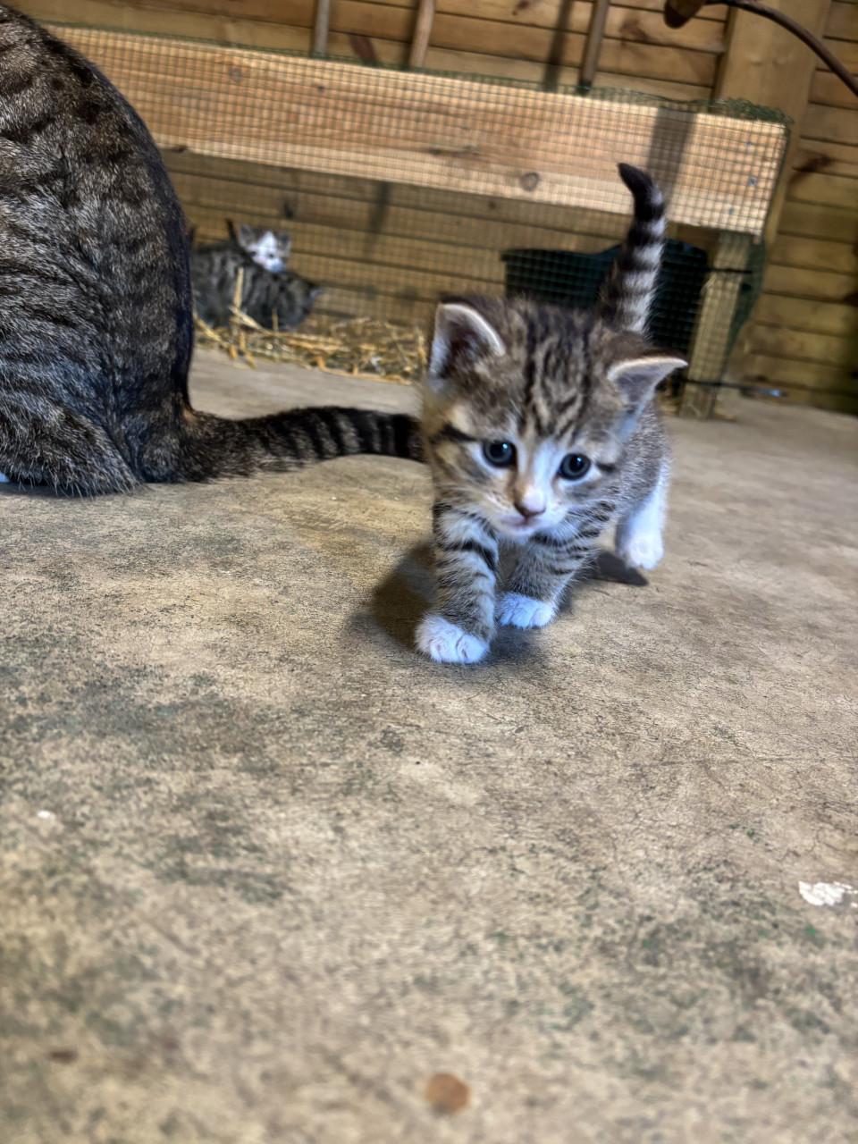 5 boerderij kittens