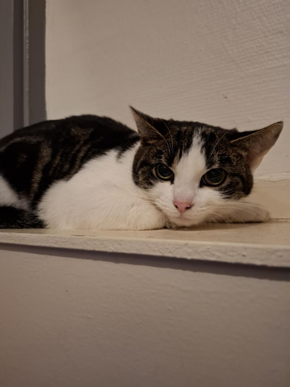 Poes geboren in februari 2025