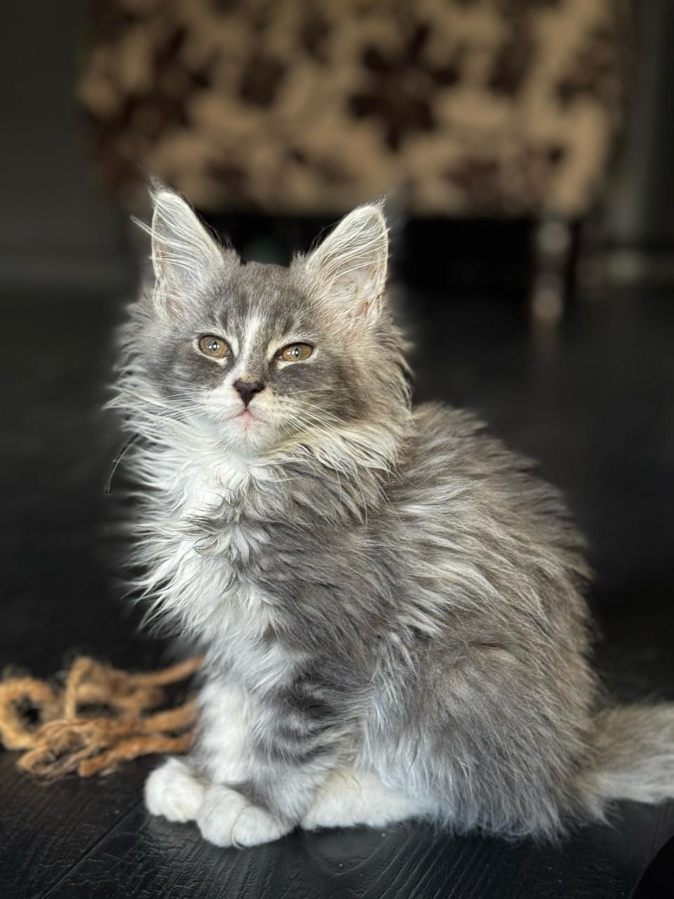 5 maine coon kittens mogen vanaf 12 sept weg.