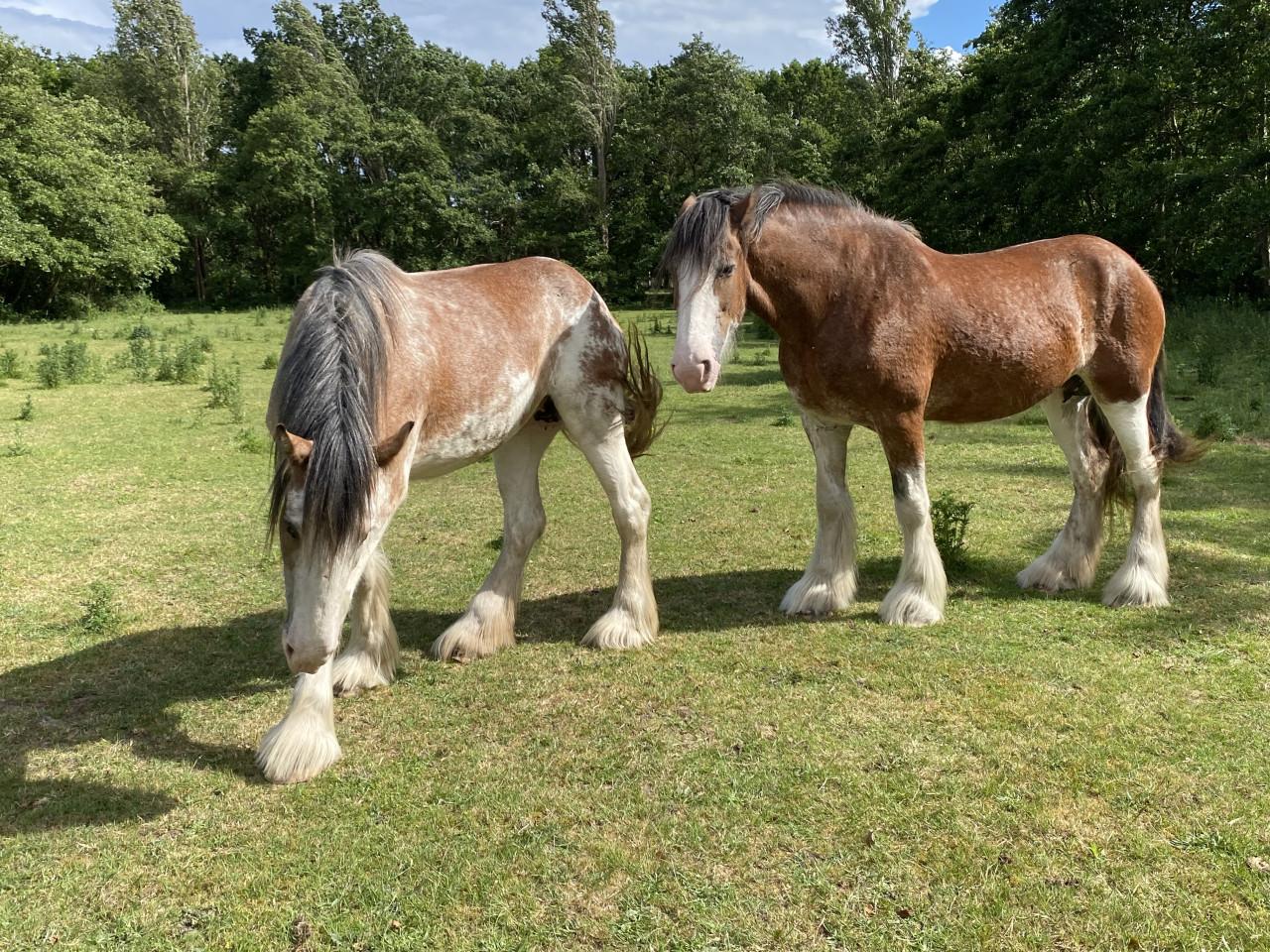 Te koop: 2 hele lieve Clydesdales (moeder & dochter)