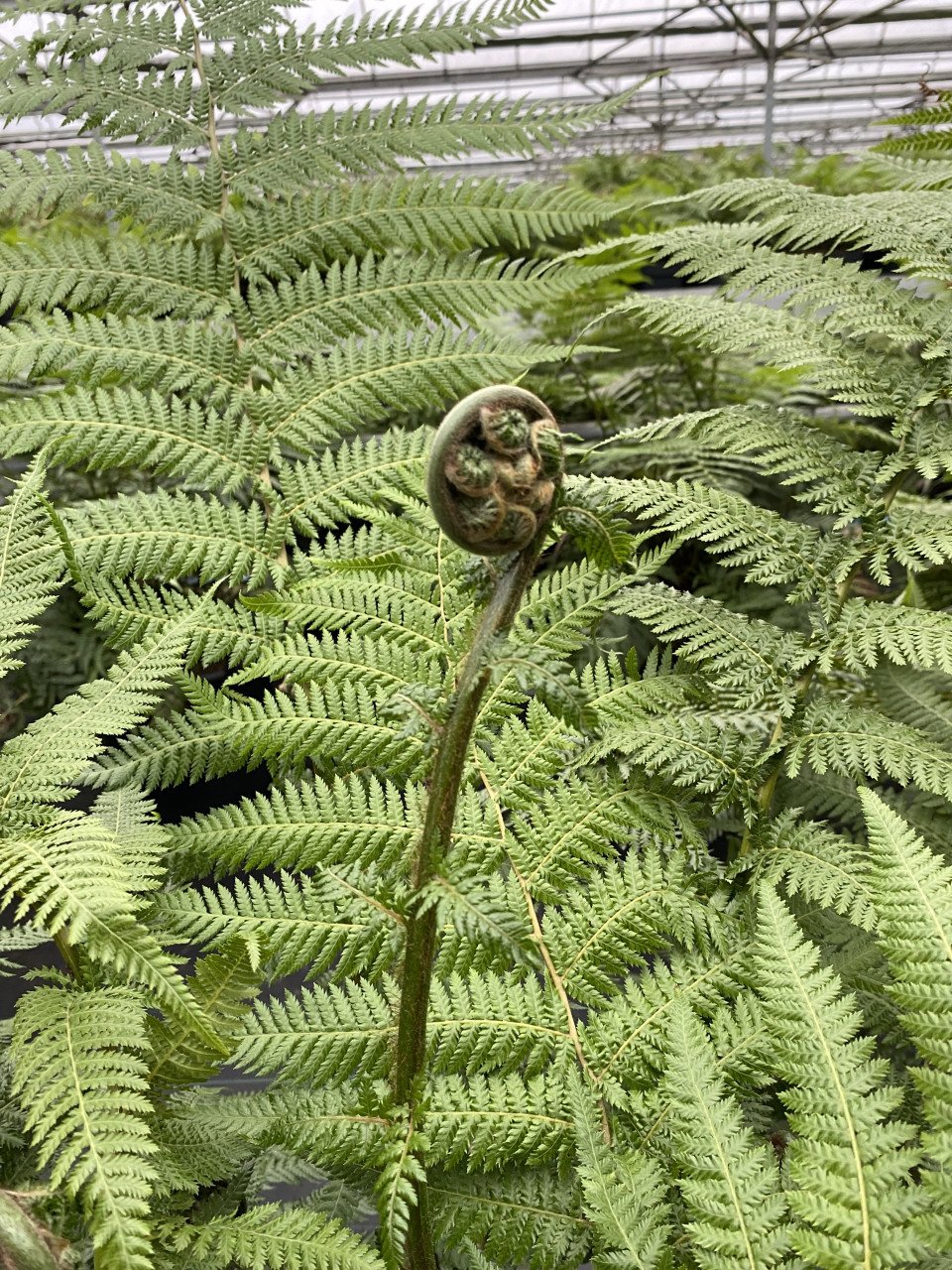 Dicksonia Antarctica | Boomvaren 35 liter pot