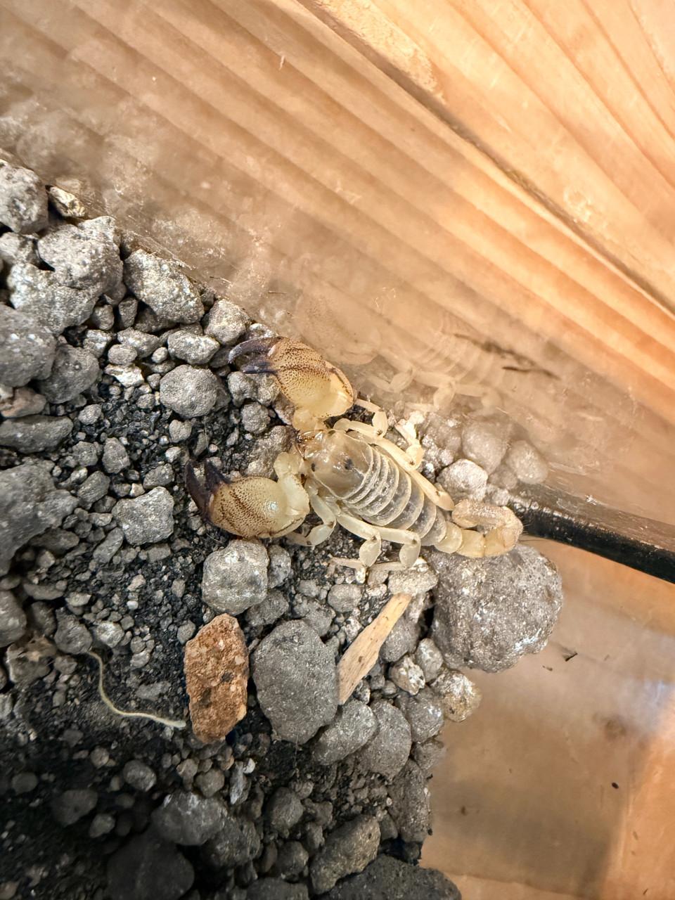 Scorpio maurus