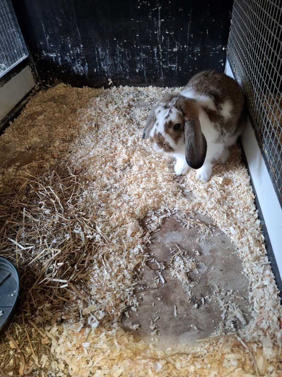 Ruime keuze cavia's en konijnen