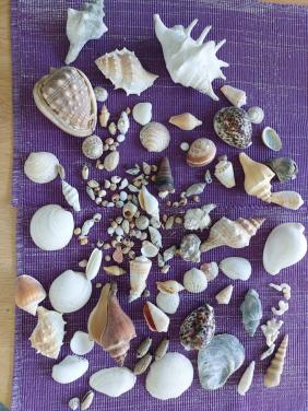 SCHELPEN COLLECTIE