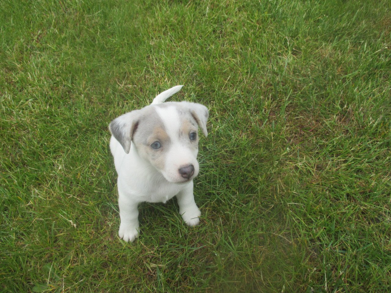 Prachtige jack russell pups