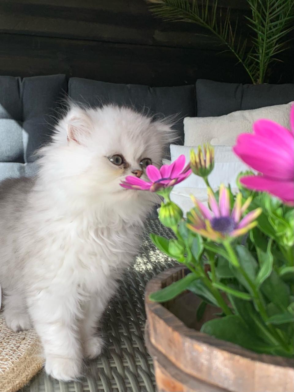 Perzische kitten poesje 13 weken .
