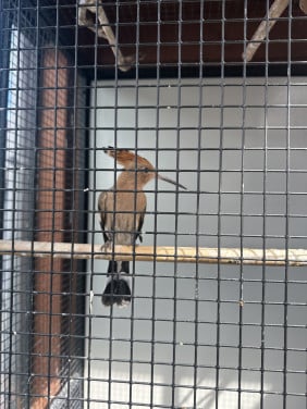 Vogels