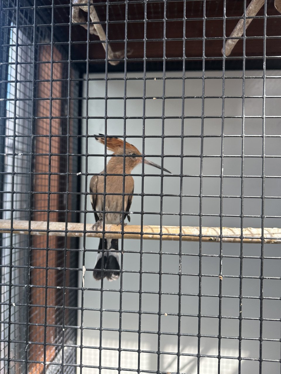 Vogels