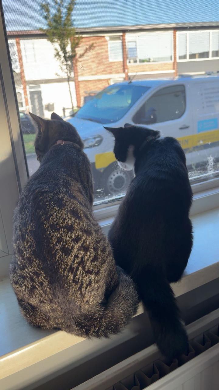 Bilou en Bailey zoeken een goud mandje