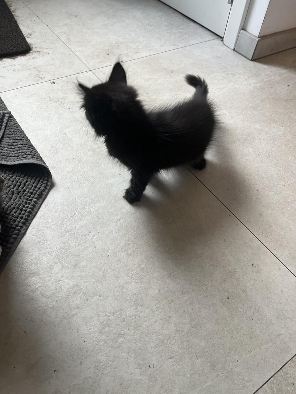 Kittens