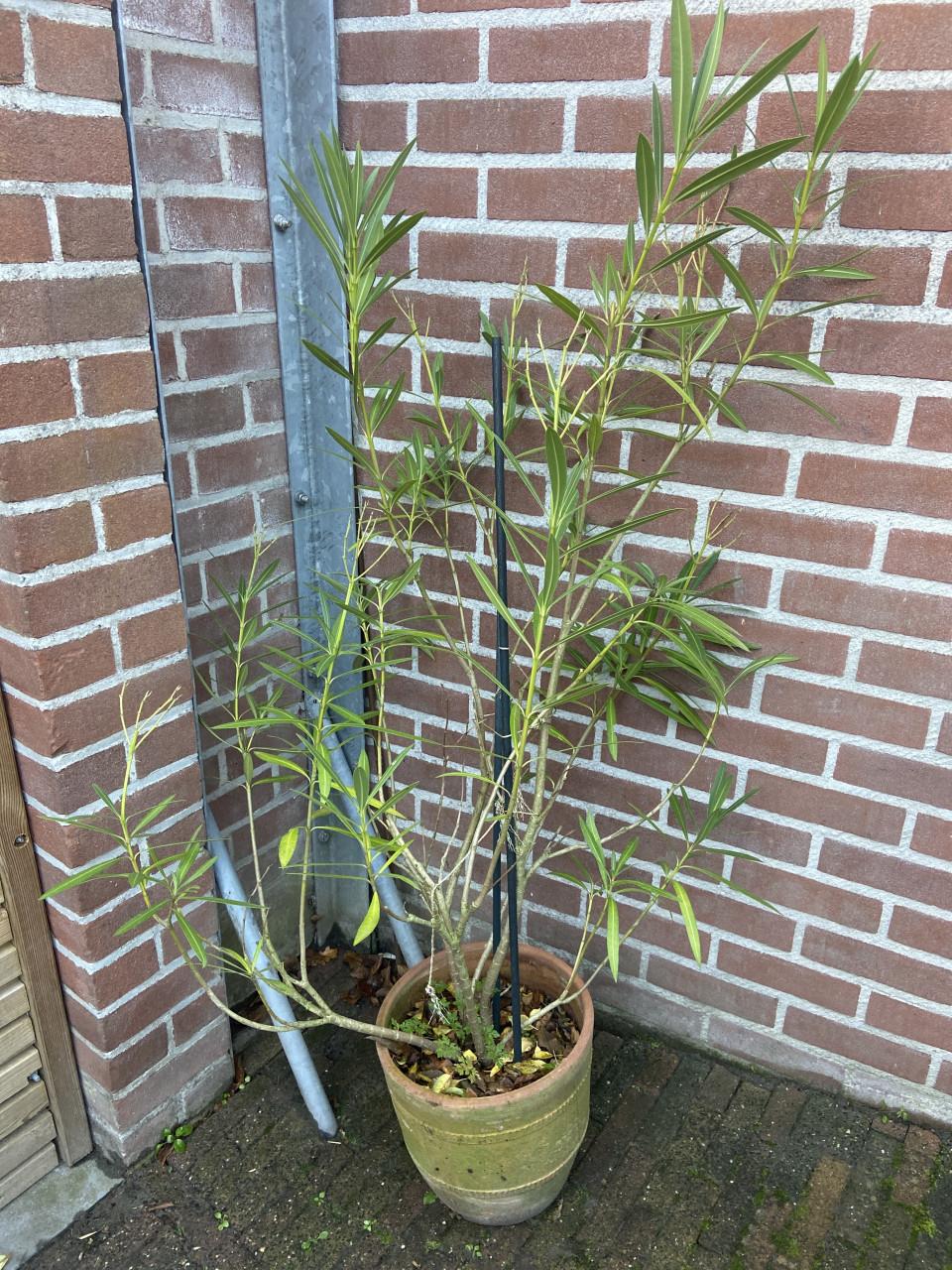 2 Oleander,s te koop