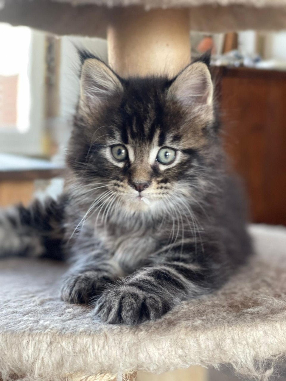 Maine coon kittens xxl