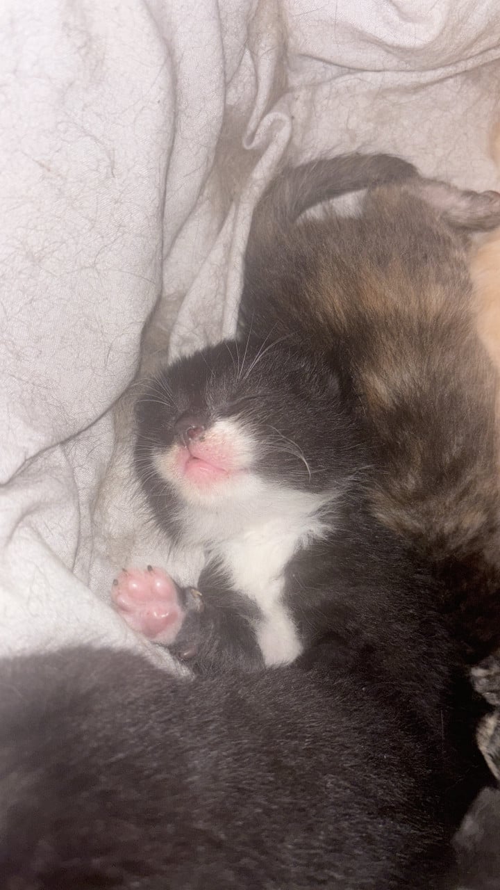 Mooie kittens te koop