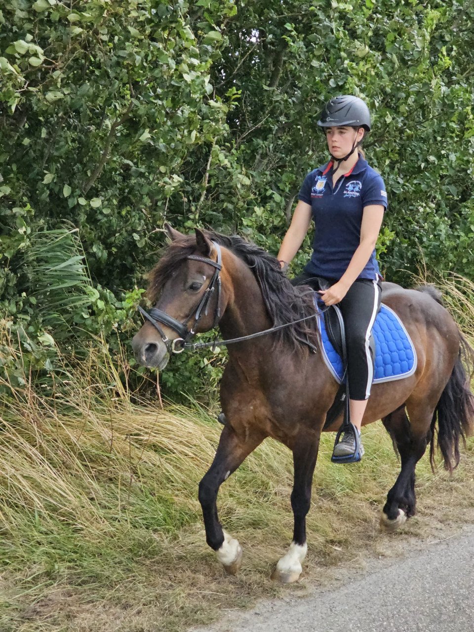 Recreatie pony te koop