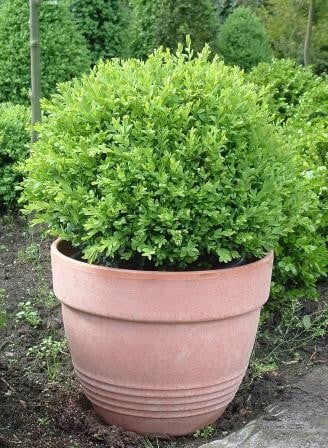 Nature glazen regenmeter op steel extra goedkoop