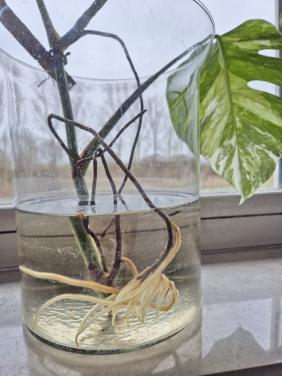 Monstera Albo variegata stek. Geworteld