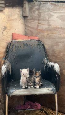 Leuke kittens