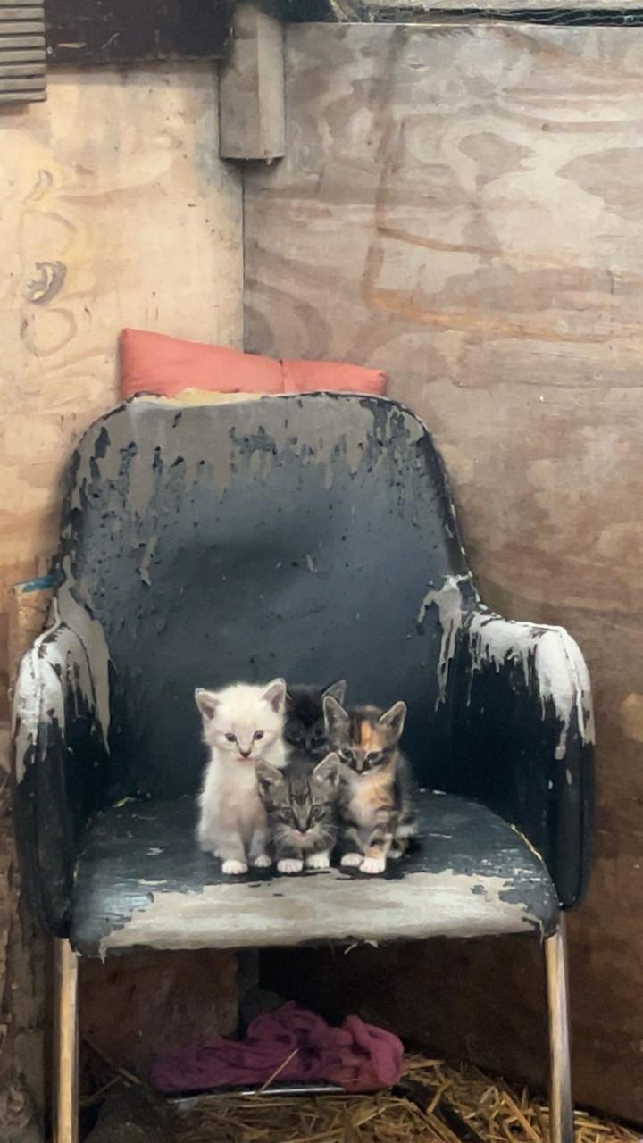Leuke kittens