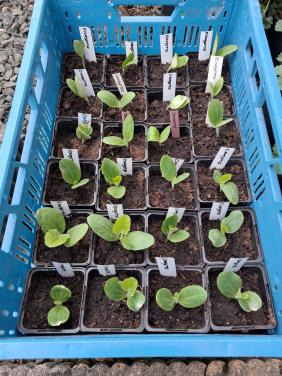 Courgette en (snack)komkommer planten