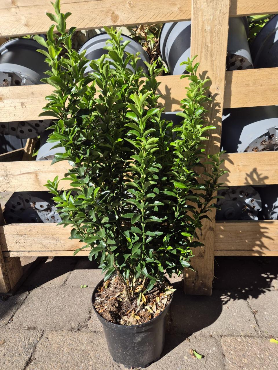 Euonymus japonicus 'Green Spire' groenblijvende haagplant