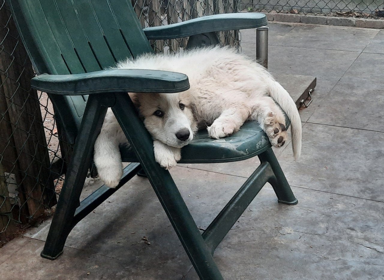 Pyreneese Berghond pup