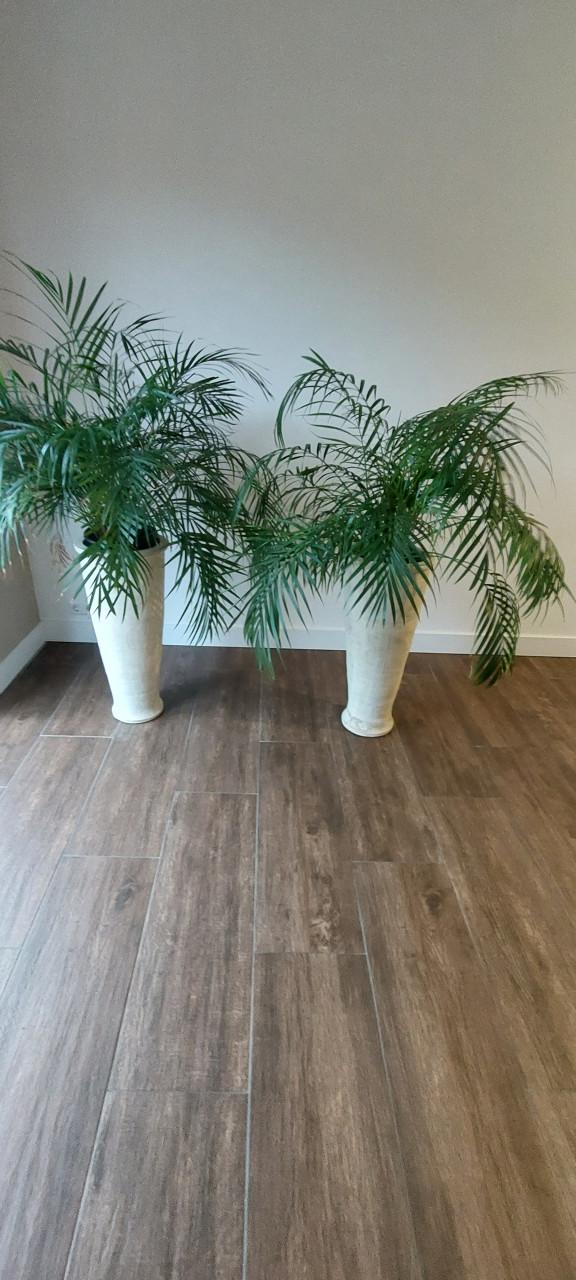 Planten kamerplant Palm