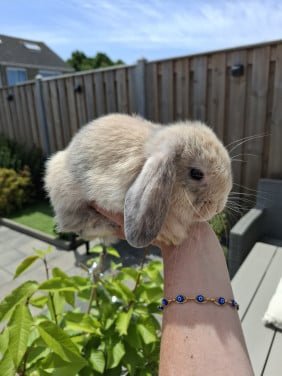 Super lief en mooi nhd konijntje rammetje