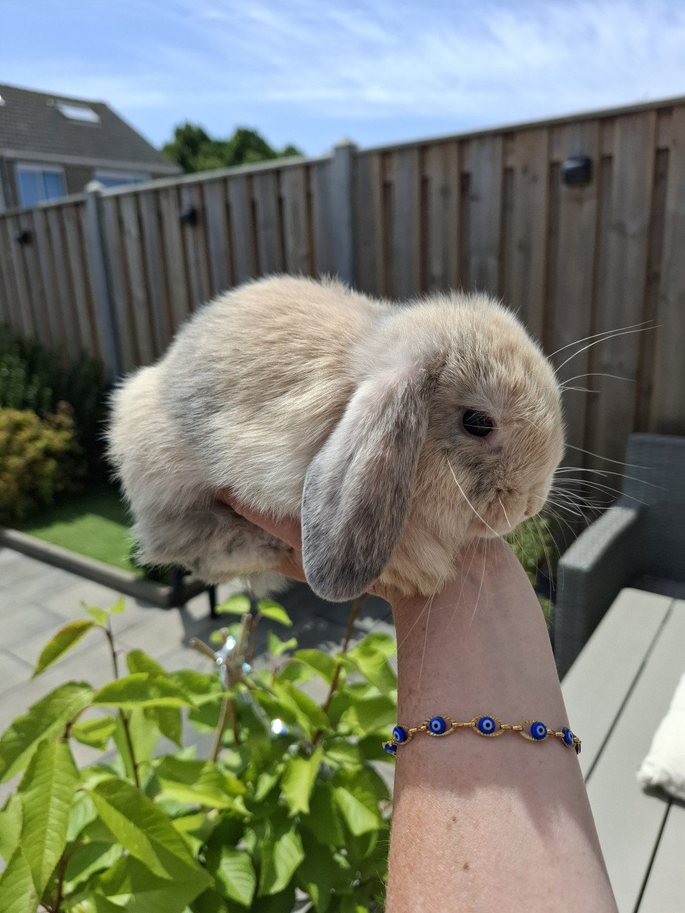 Super lief en mooi nhd konijntje rammetje