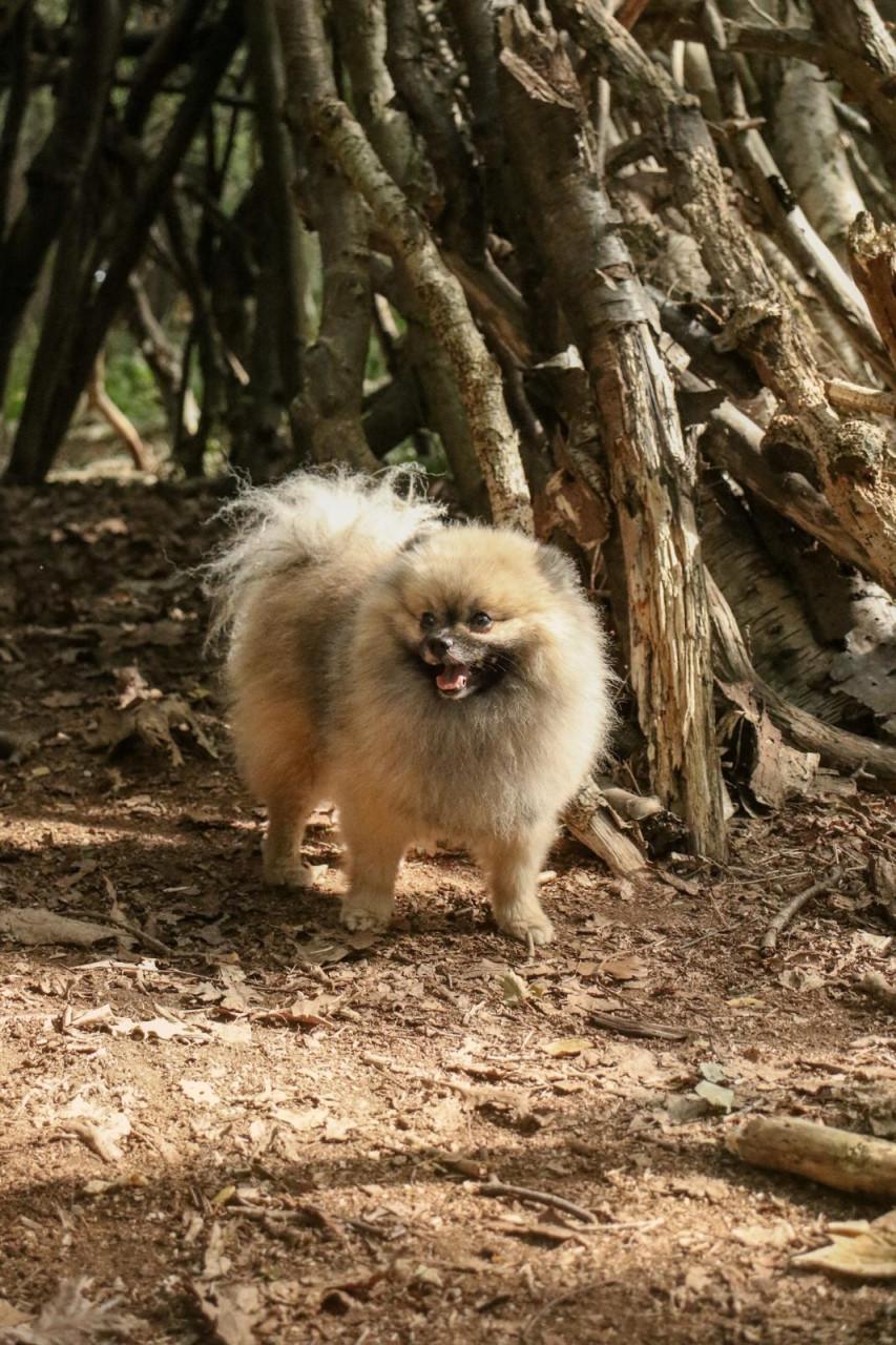 Raszuivere pomeranian ( dwergkees) dekreu
