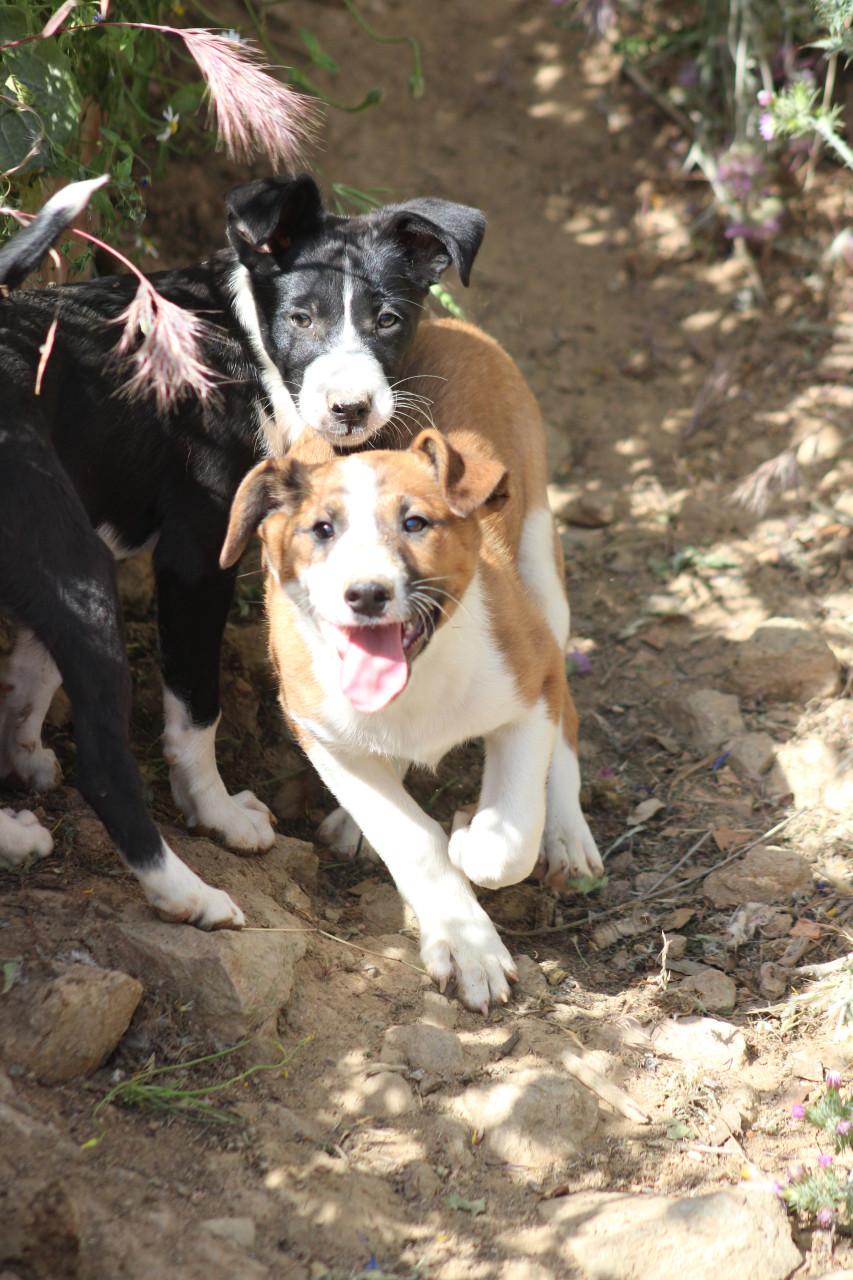 Alora Dog Rescue: Freddy laat je hart smelten