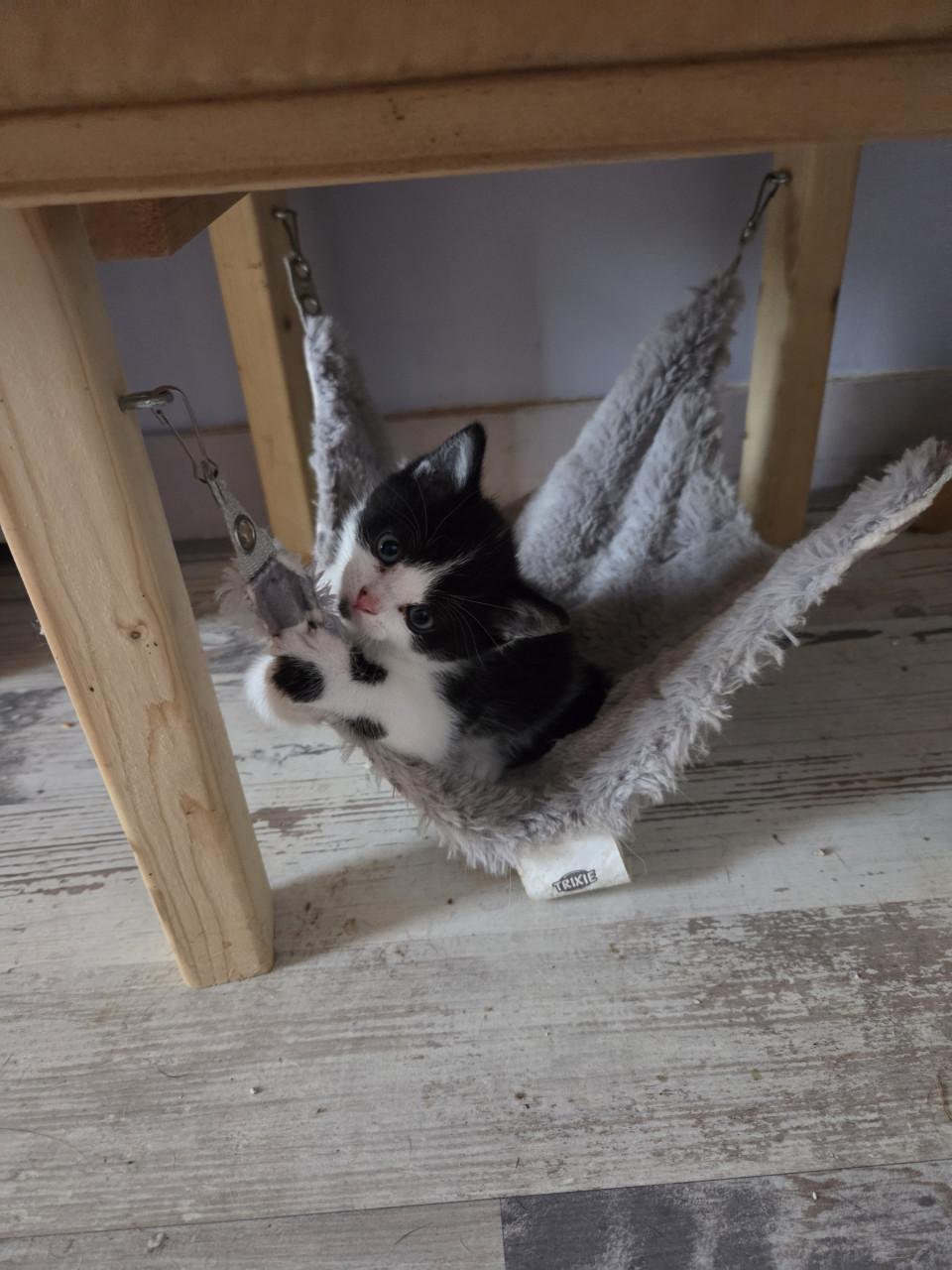 Kittens