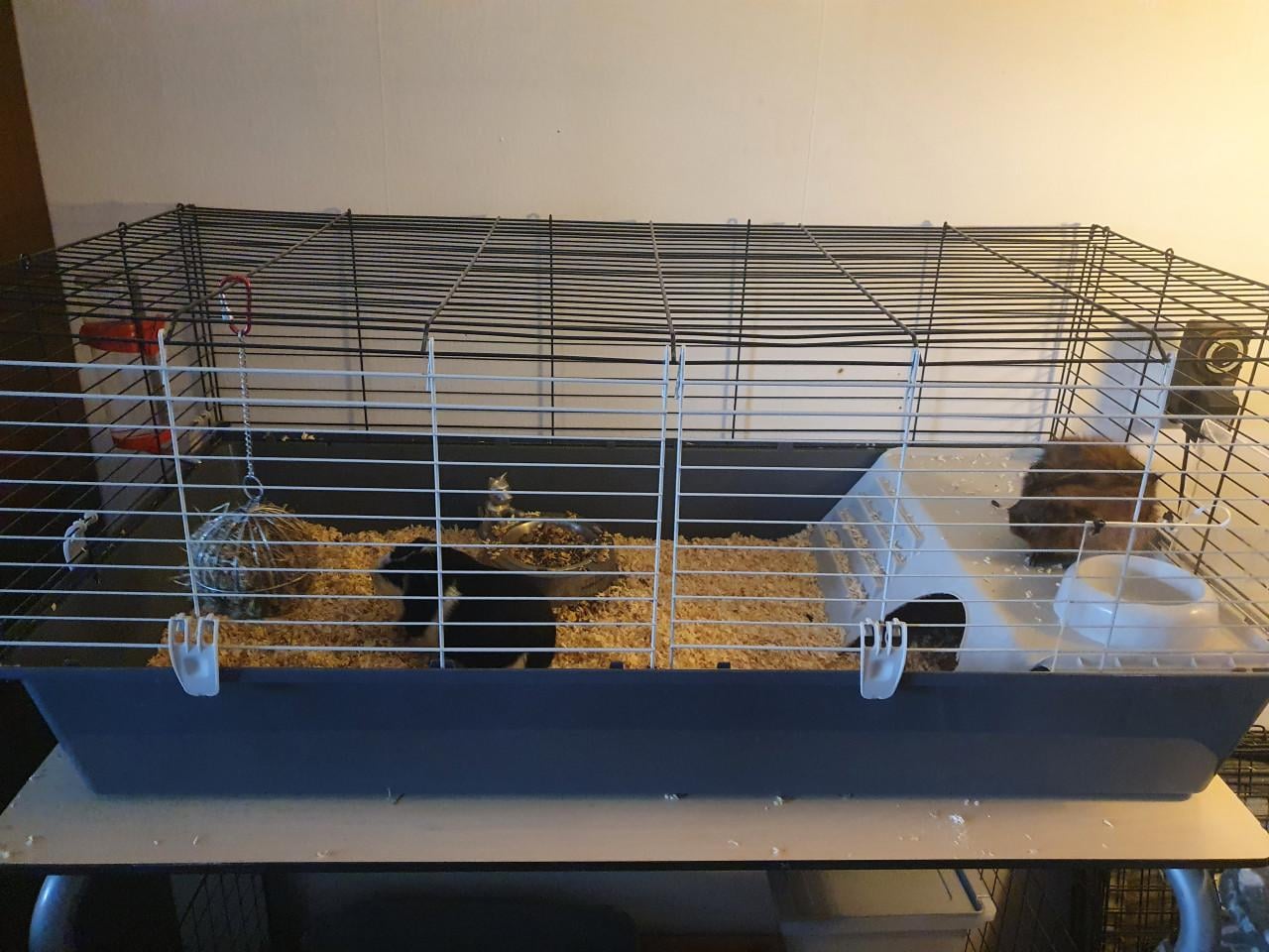 Cavia's